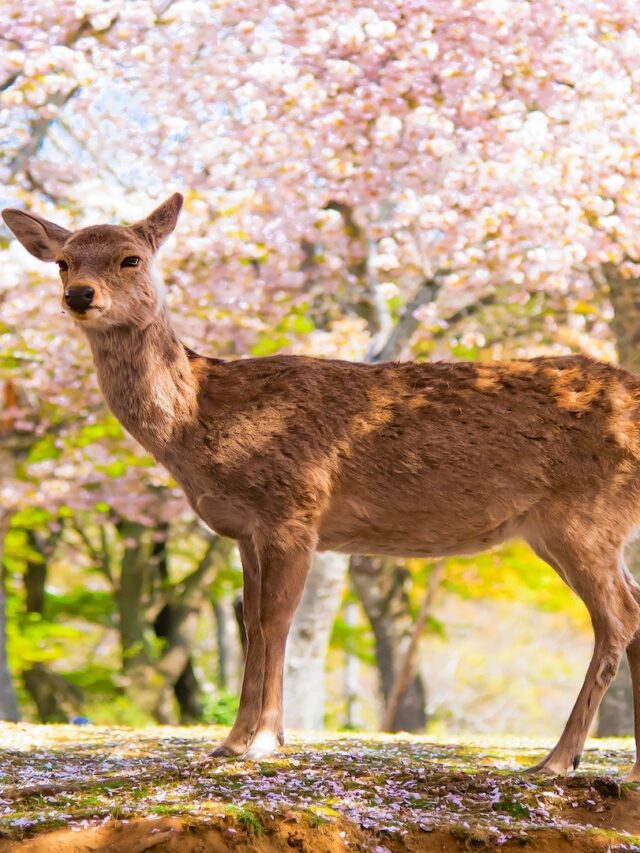 Magical Nara Places to Visit for Hanami beutiful deer