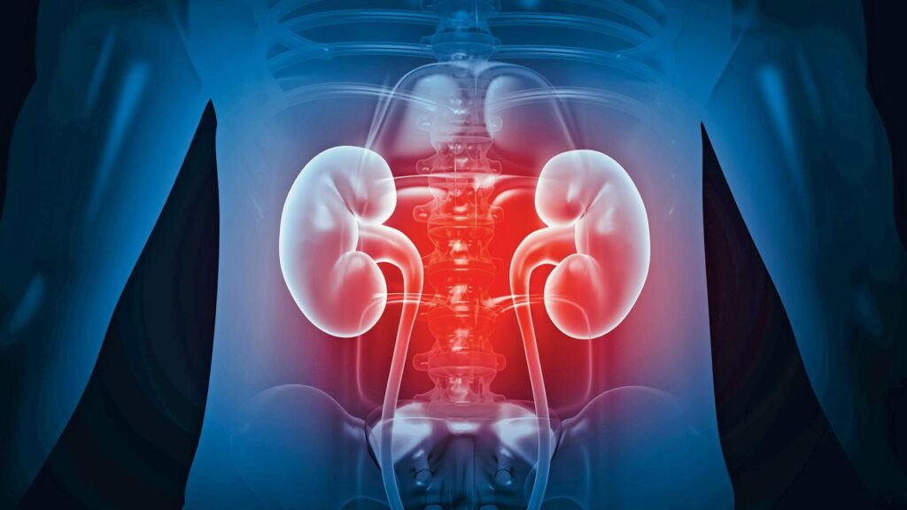 ટ્રાન્સપ્લાન્ટ ક્રાંતિ: વૈજ્ઞાનિકોએ બનાવ્યું યુનિવર્સલ ડોનર કિડની!